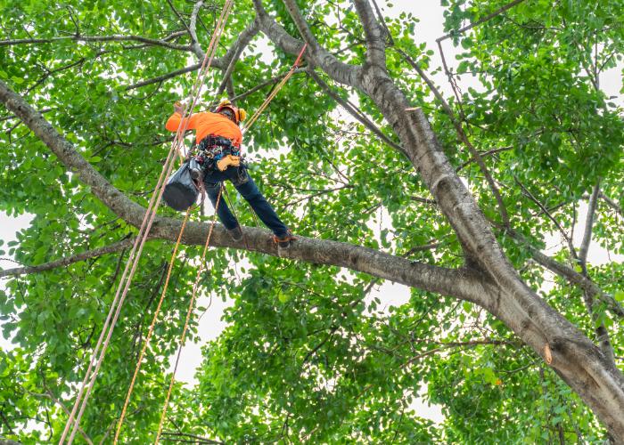 A contractor preparing tree trimming Taunton MA
